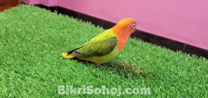 Love Bird, Green Opaline Baby, Hand Tem. লাভ বার্ড পাখি